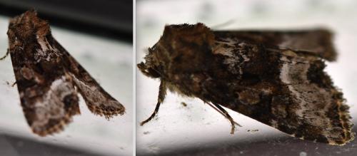 Oligia sp.